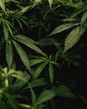 Carica l'immagine nel visualizzatore di Gallery, Lume - Candela Grass of Love