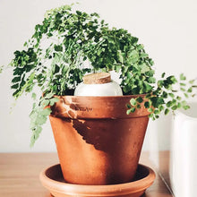 Carica l'immagine nel visualizzatore di Gallery, Pepin Olla Terracotta