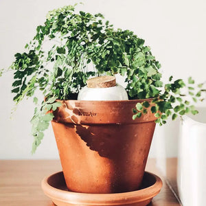 Pepin Olla Terracotta