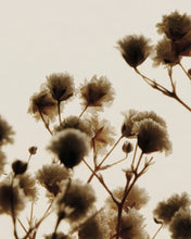 Carica l'immagine nel visualizzatore di Gallery, Lume - Candela Lily Bloom
